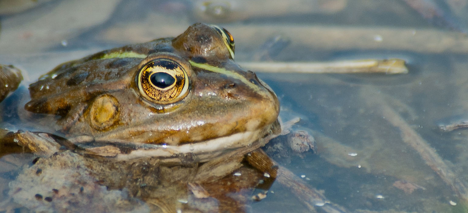 The frog in the drop