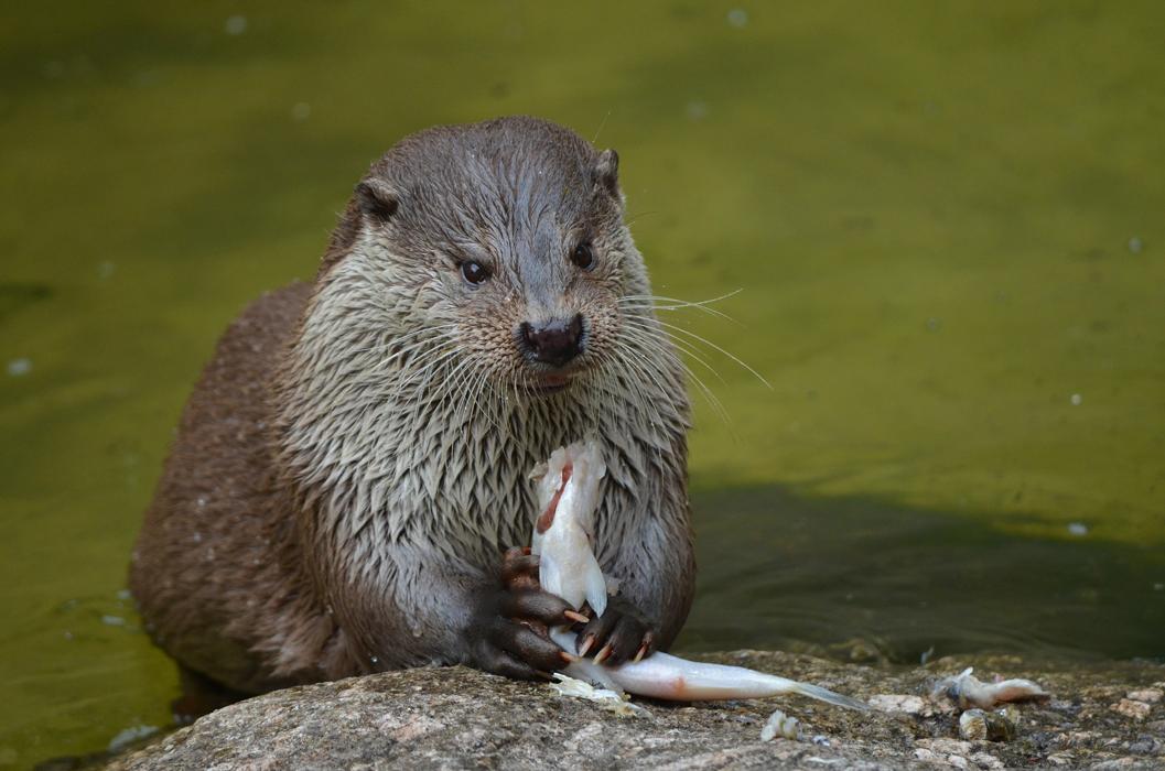 On the traces of the otter