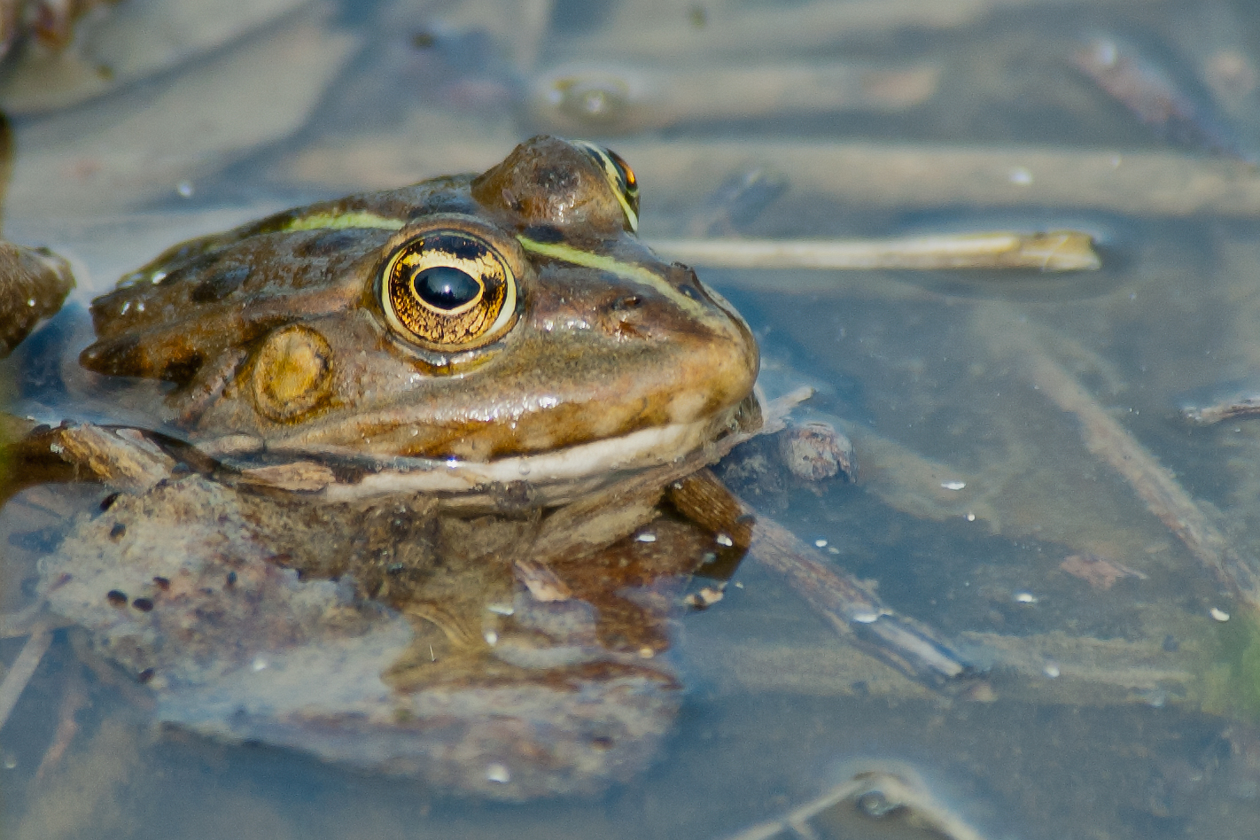 Frosch im Wassertropfen