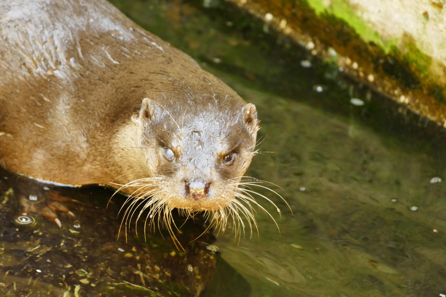 Otter screening in Bavaria – Germany