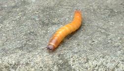 Wireworm identification -Switzerland