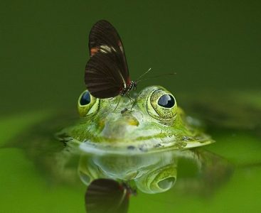 University of Innsbruck – Frog in a Water Drop (Frosch im Wassertropfen)