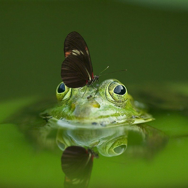 Frosch im Wassertropfen